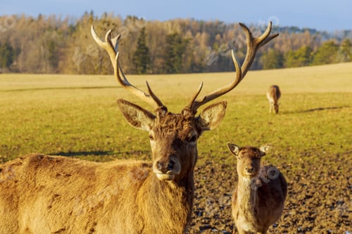 Preview: Deer close up, herd of deer on the farm.