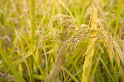 Preview: Rural landscape featuring a field of wheat ready for harvest