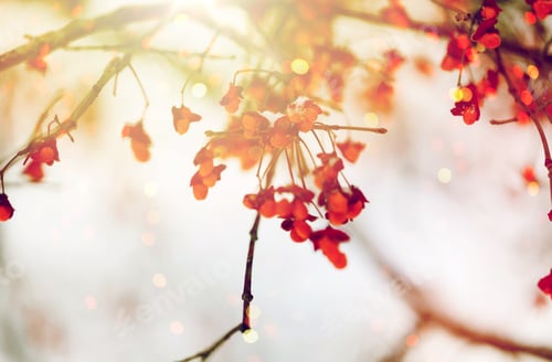 Preview: spindle or euonymus branch with fruits in winter