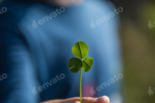 Preview: Close up of a hand holding a Three-leaf clover over nature background. Green shamrock.