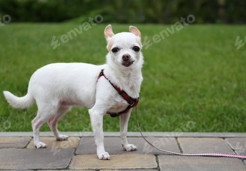 Preview: Cute little Chihuahua on walkway near green lawn. Dog walking