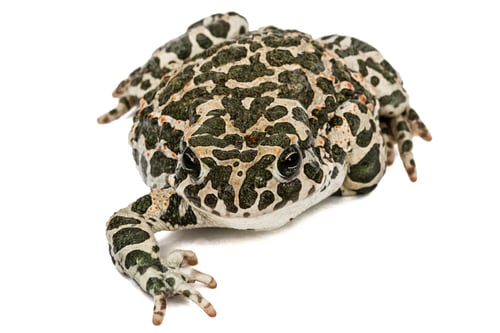 Preview: Toad green, lat. Bufo viridis, isolated on white background