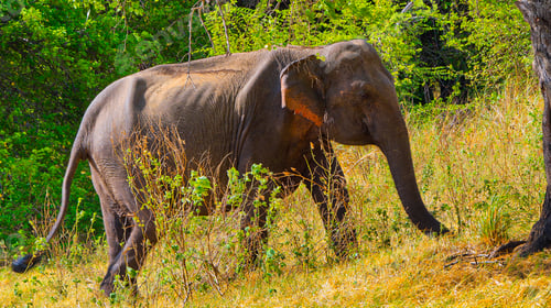 Preview: Sri Lankan Elephant, Minneriya National Park, Sri Lanka