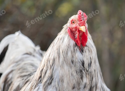 Preview: brahma chicken in garden