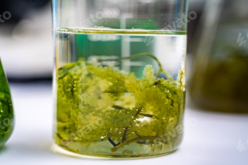 Preview: green alga laboratory research, alternative biofuel energy technology, biotechnology concept