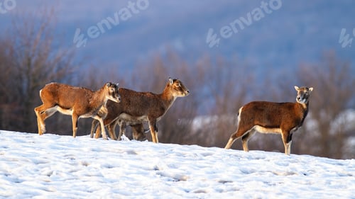Preview: Herd of wild mouflons walking on snow covered field in winter