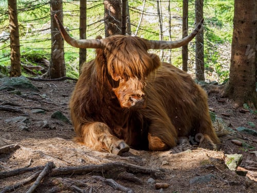 Preview: Brown highland cow in Norway