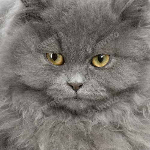 Preview: persian