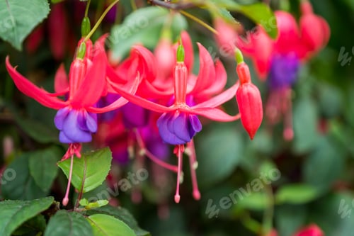 Preview: Close-up shot of a Fuchsia grown in the garden in spring