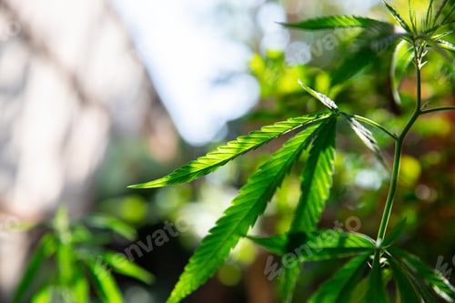 Preview: cannabis on a Black background