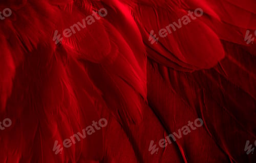 Preview: red feather pigeon macro photo. texture or background