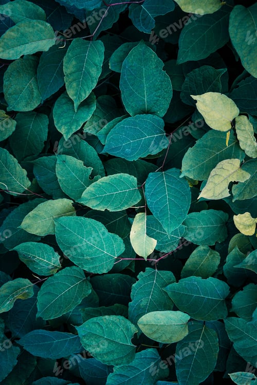 Preview: Close-up shot of lush and flourishing foliage featuring multiple leaves in varying shades of green