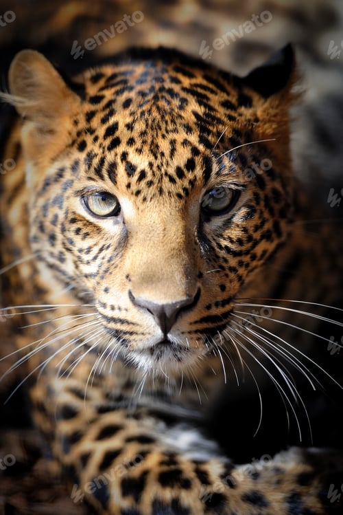 Preview: Close up young leopard portrait
