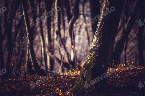Preview: Dark forest in a misty autumn morning