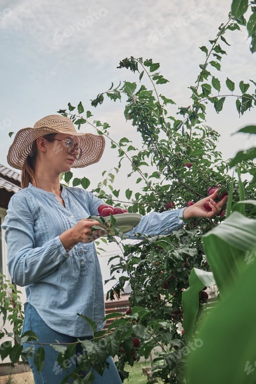 Preview: Young female gardener in a hat picking plums in her family backyard garden