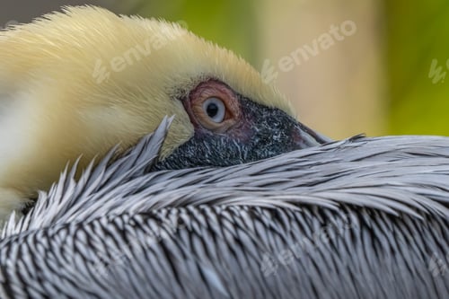 Preview: Head of a pelican, showcasing its beautiful white feathers and captivating eyes.