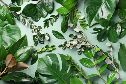 Preview: Tropical leaf frame on green background with copy space. Flat lay. Top view. Summer or spring nature