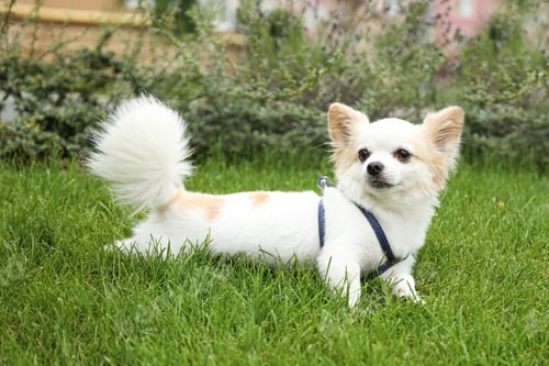 Preview: Cute Chihuahua on green grass in park. Dog walking