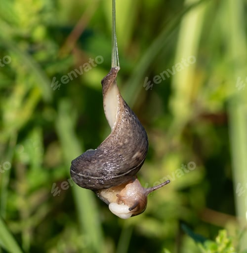 Preview: Leopard slug, Limax maximus. Early morning on the riverbank. A slug crawls up a rope of slime