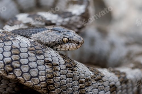 Preview: European Cat snake (Telescopus Fallax) or Soosan Snake, on the island of Malta.