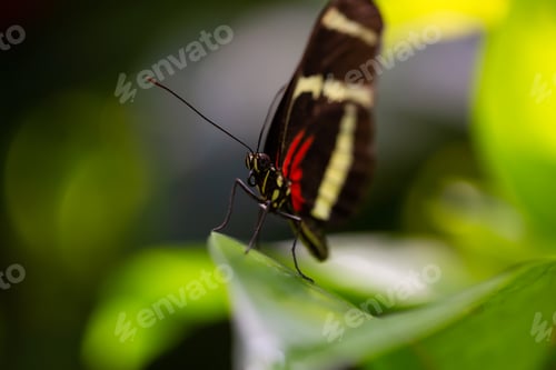 Preview: Macro Picture of a Butterfly