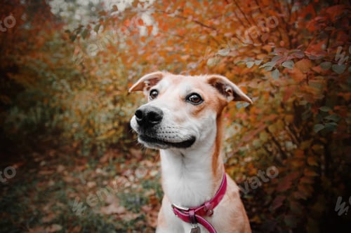 Preview: A mixed breed dog on a walk. Dog in the forest. Cute red dog/ Autumn, Fll season.