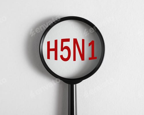 Preview: Bird flu, virus pandemic, disease concept. Magnifier focused on H5N1, close-up