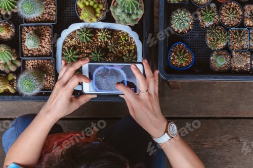 Preview: Top view of woman's hand using smartphone to taking photo of cactus plant in home gardening area