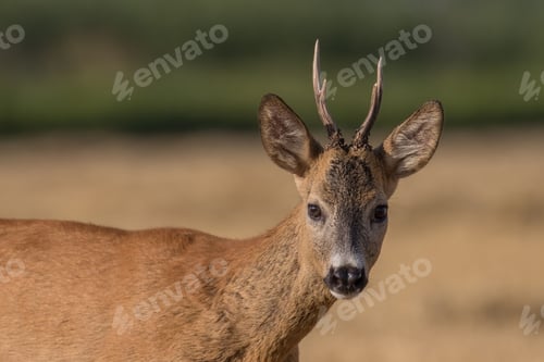 Preview: Majestic white-tailed deer walking across a sun-drenched field of golden grass