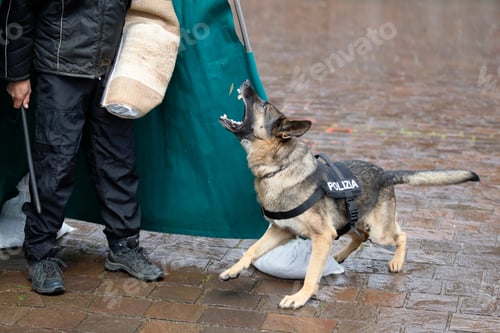 Preview: A policeman from the canine department and his dog