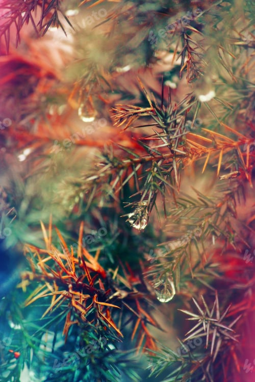 Preview: Rainbow filter over evergreen tree in the rain