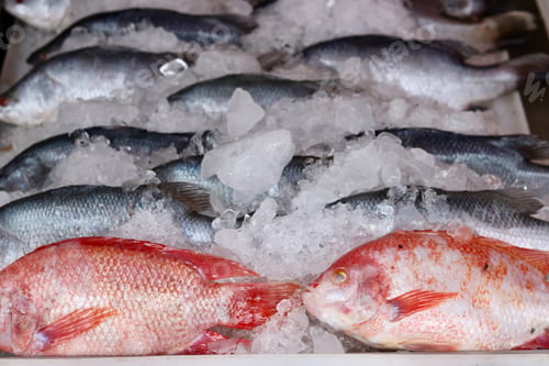 Preview: Fresh seafood