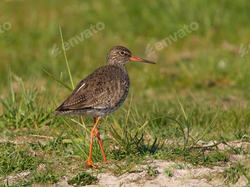 Preview: Common redshank (Tringa totanus)
