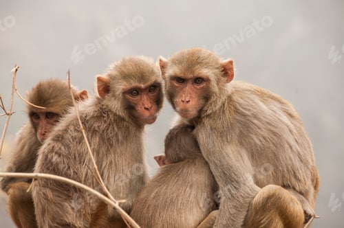Preview: Monkey family with babies, hugging each other, Red faced macaque, emotional photo.