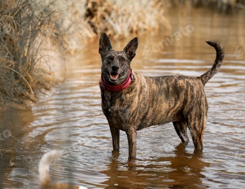 Preview: Dutch Shepherd standing in the water next to a bushy shoreline