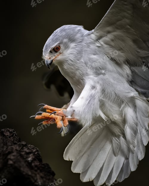 Preview: Closeup of a Black-winged kite landing on a branch