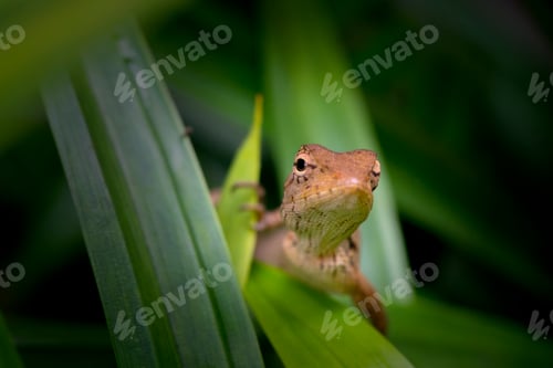 Preview: Brown gecko hiding behind the leaves