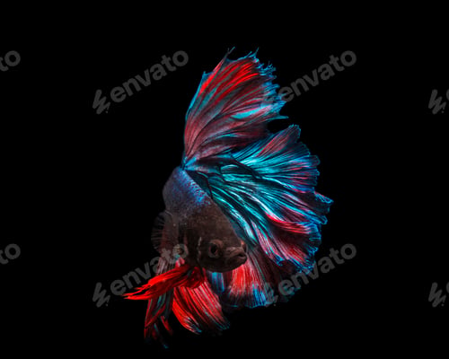 Preview: Amazing underwater world, Underwater world scene.