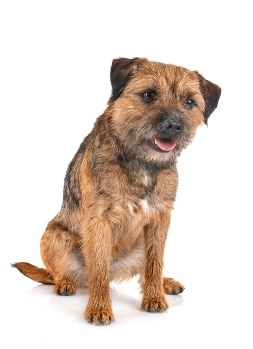 Preview: border terrier in studio