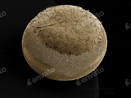 Preview: Egg of Silkmoth, Saturniidae SEM