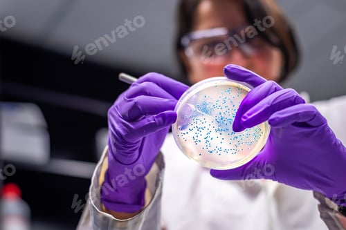 Preview: Lady scientist performing bacteria colony examination in a petri dish culture of meningococcal