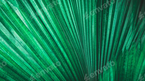 Preview: Green palm leaf texture.
