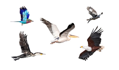 Preview: Collection of African Birds In Flight