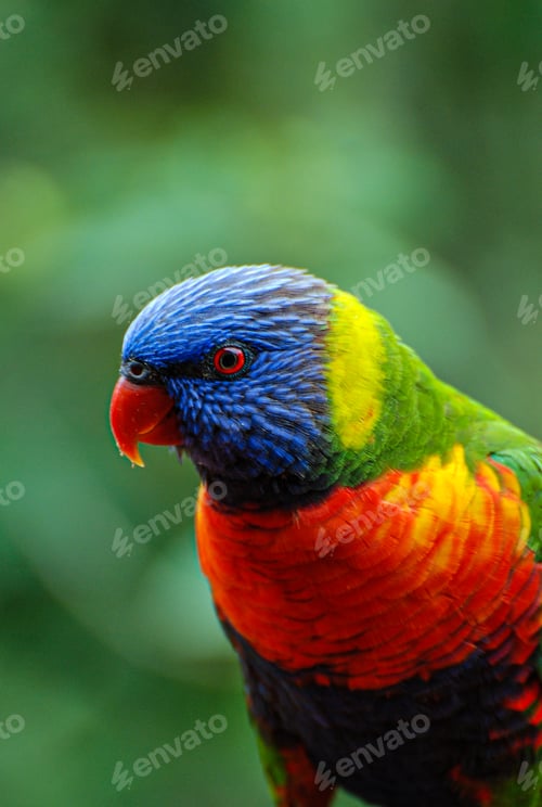 Preview: A rainbow lorikeet against a green background