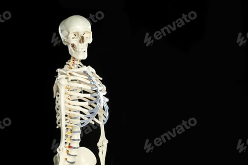 Preview: Artificial human skeleton model on black background. Space for text