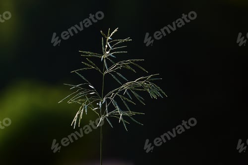 Preview: stalk of grass on the dark background
