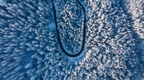 Preview: Bird's eye view of the curvy road crossing the forest.