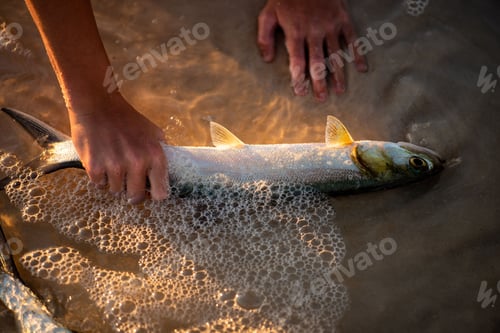 Preview: Person handpicks a fish washed ashore