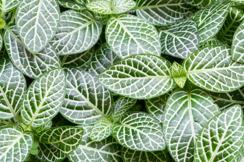 Preview: fresh green leaves background abstract of nature