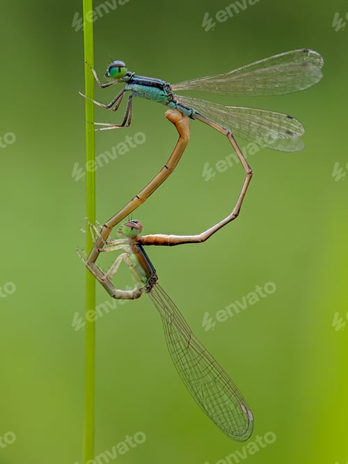 Preview: dragon fly, damsel fly